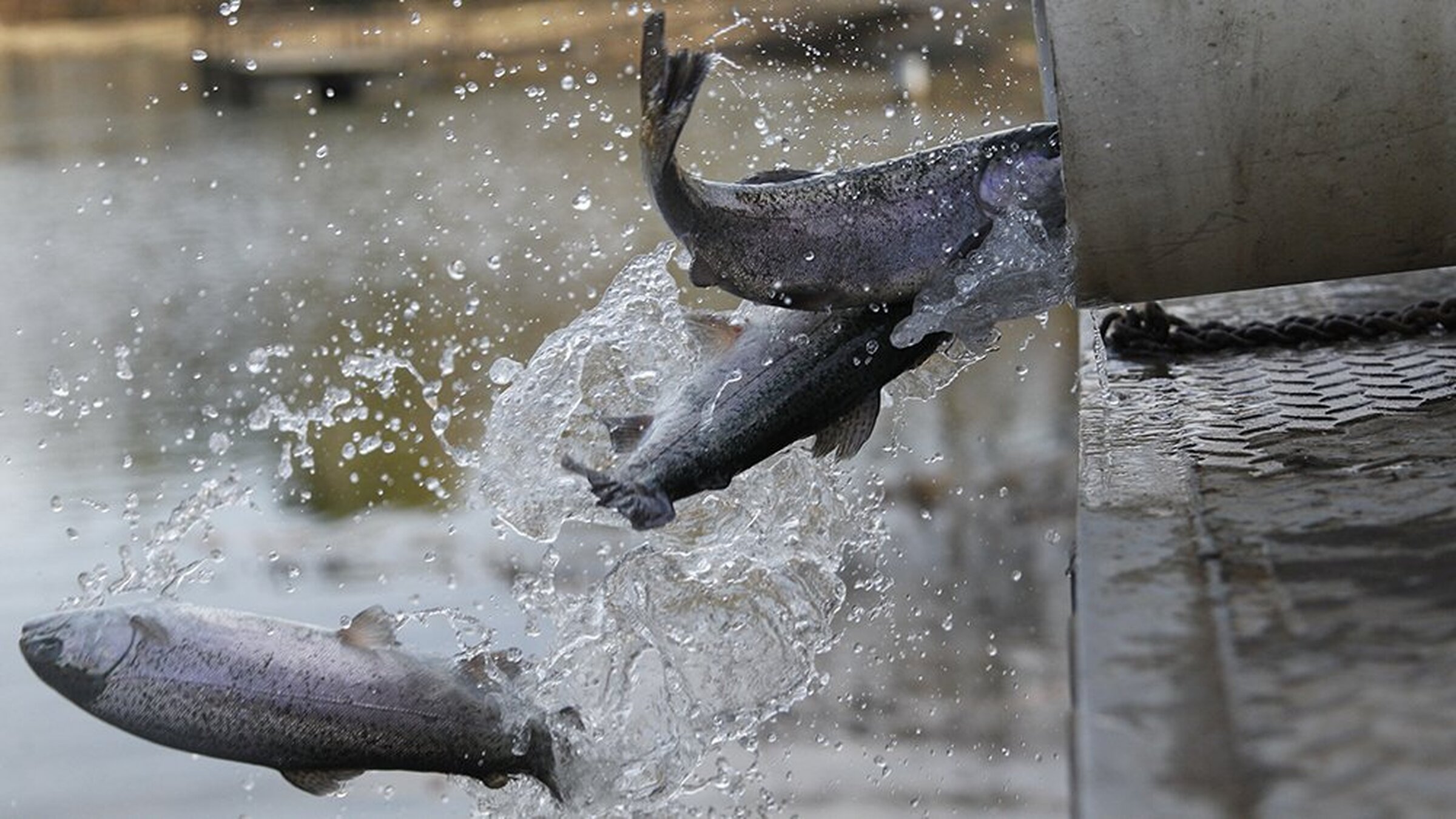 ‘Troutsgiving’ ponds get stock from AGFC