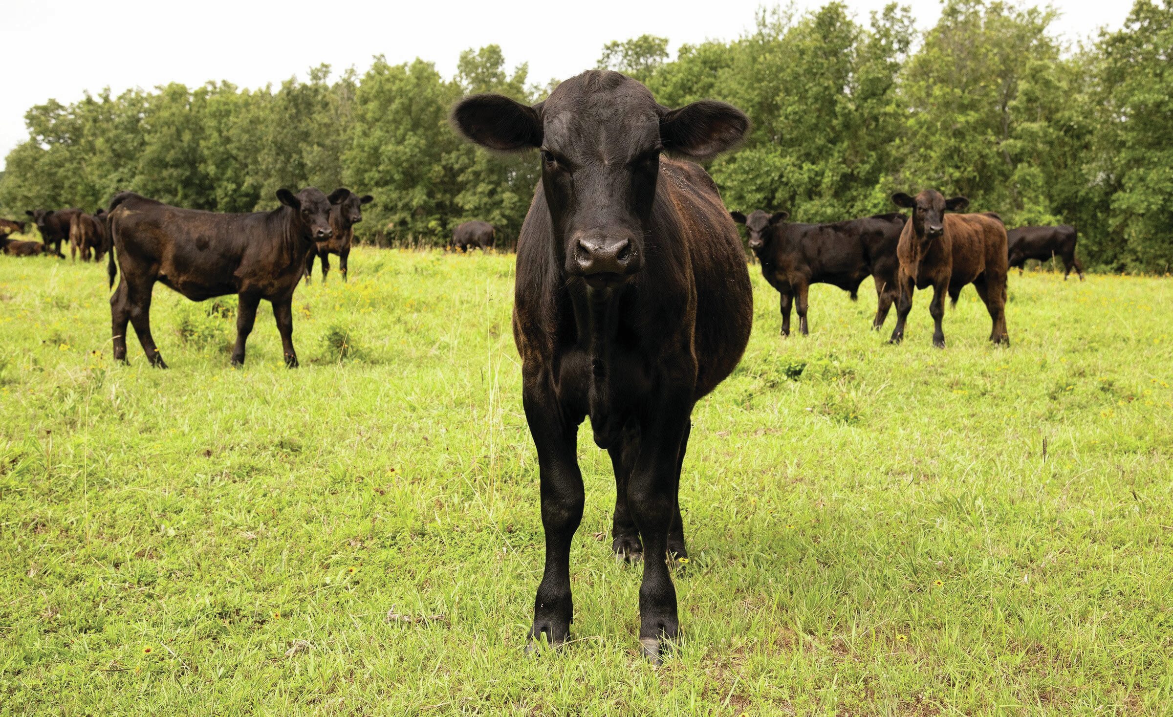 High supply lowers beef cattle prices