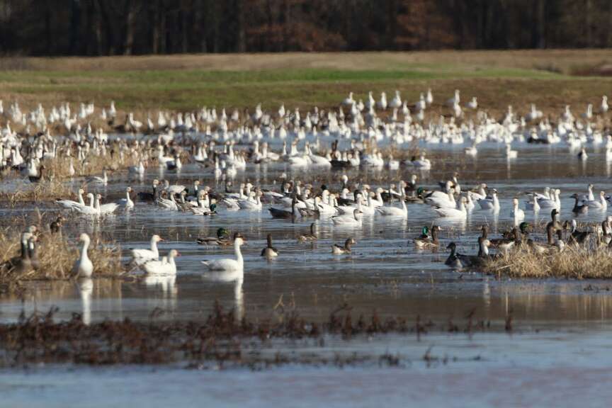 New cases of avian flu confirmed in Arkansas