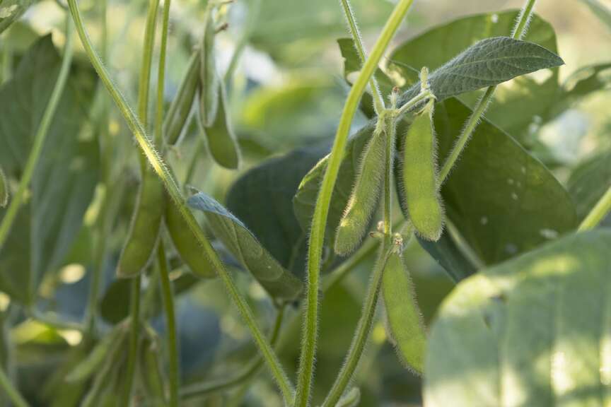Soybean yield for ’23 set to surpass record