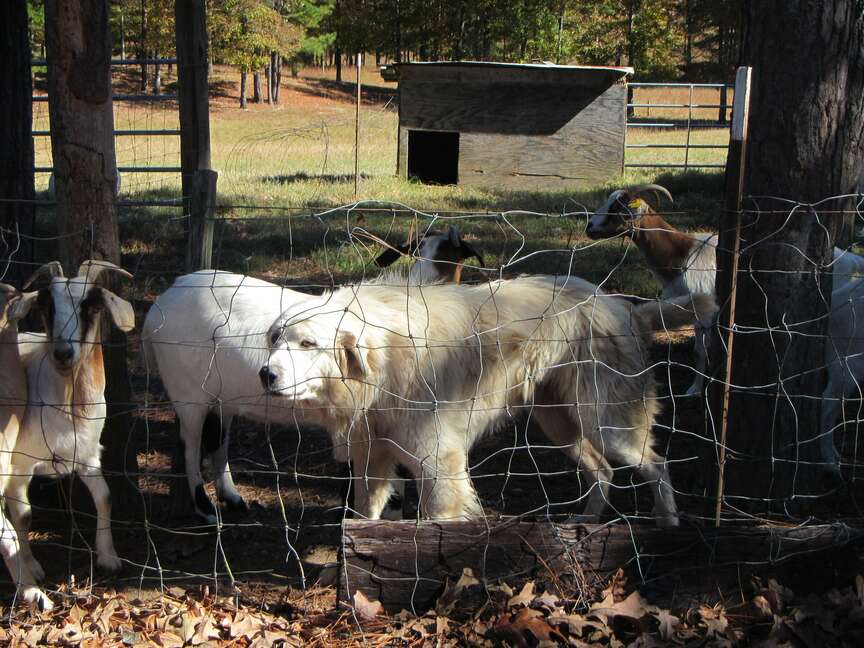 Preventing access best defense for livestock