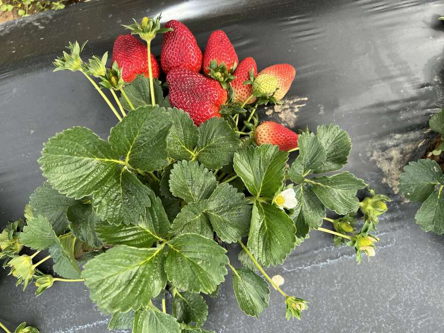 Strong end for berries in 2023