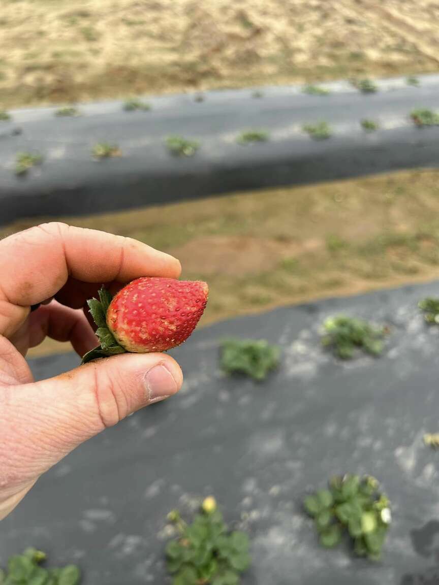 Scientist studies strawberries in winter
