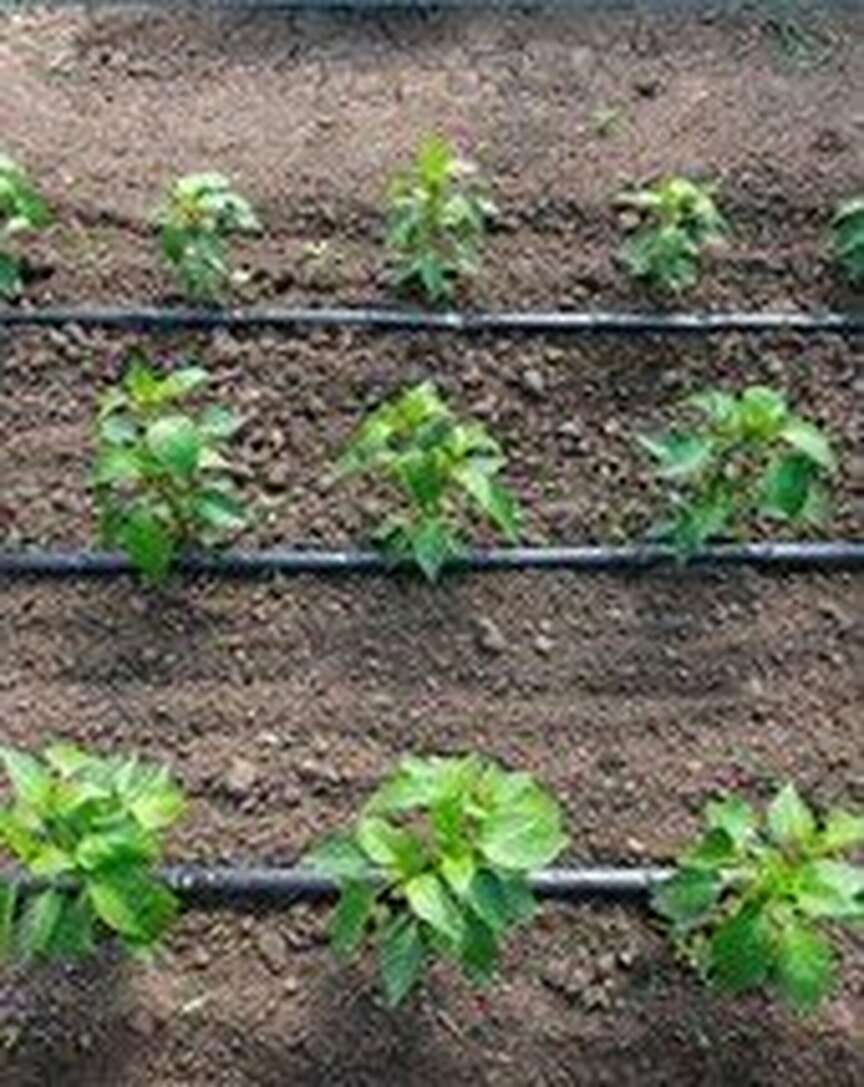 Webinar from UA Extension to discuss drip irrigation systems