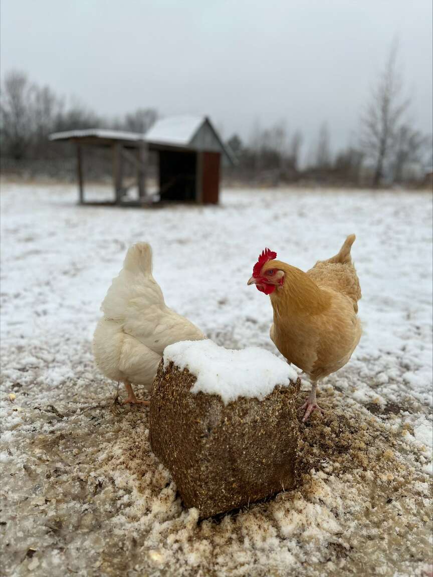 Airflow key for chickens in cold