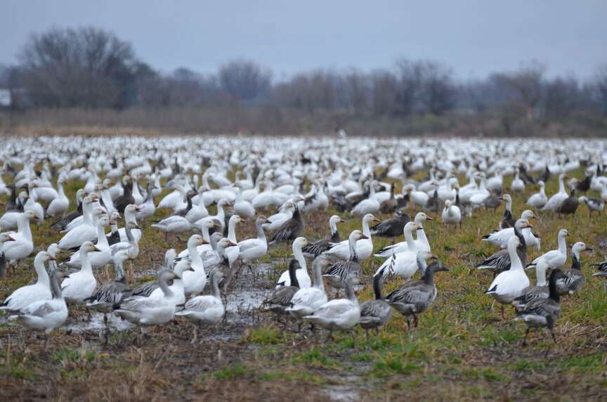 AGFC releases waterfowl report