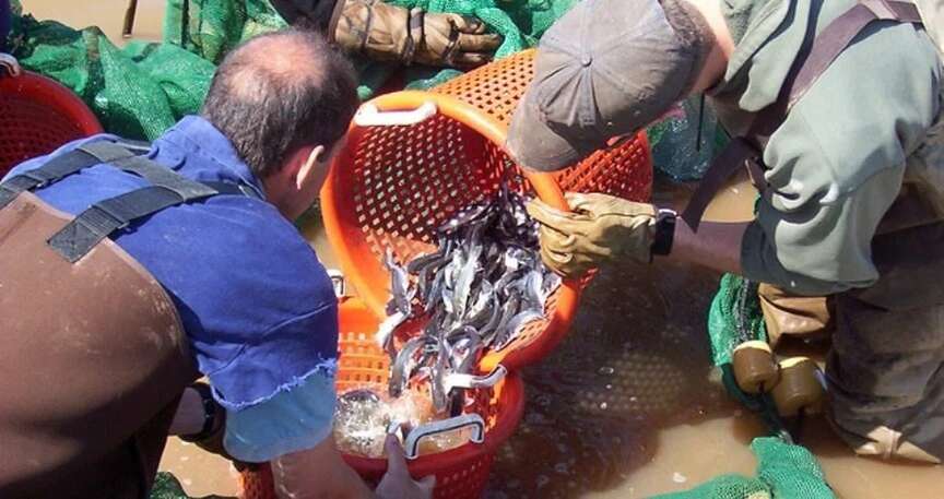 UAPB specialist explains fish habitat