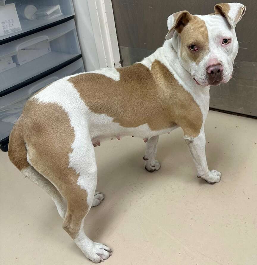 Officials ask residents to protect pets from cold