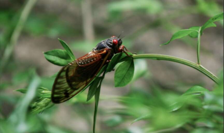 Cicada broods to make noisy arrivals in spring