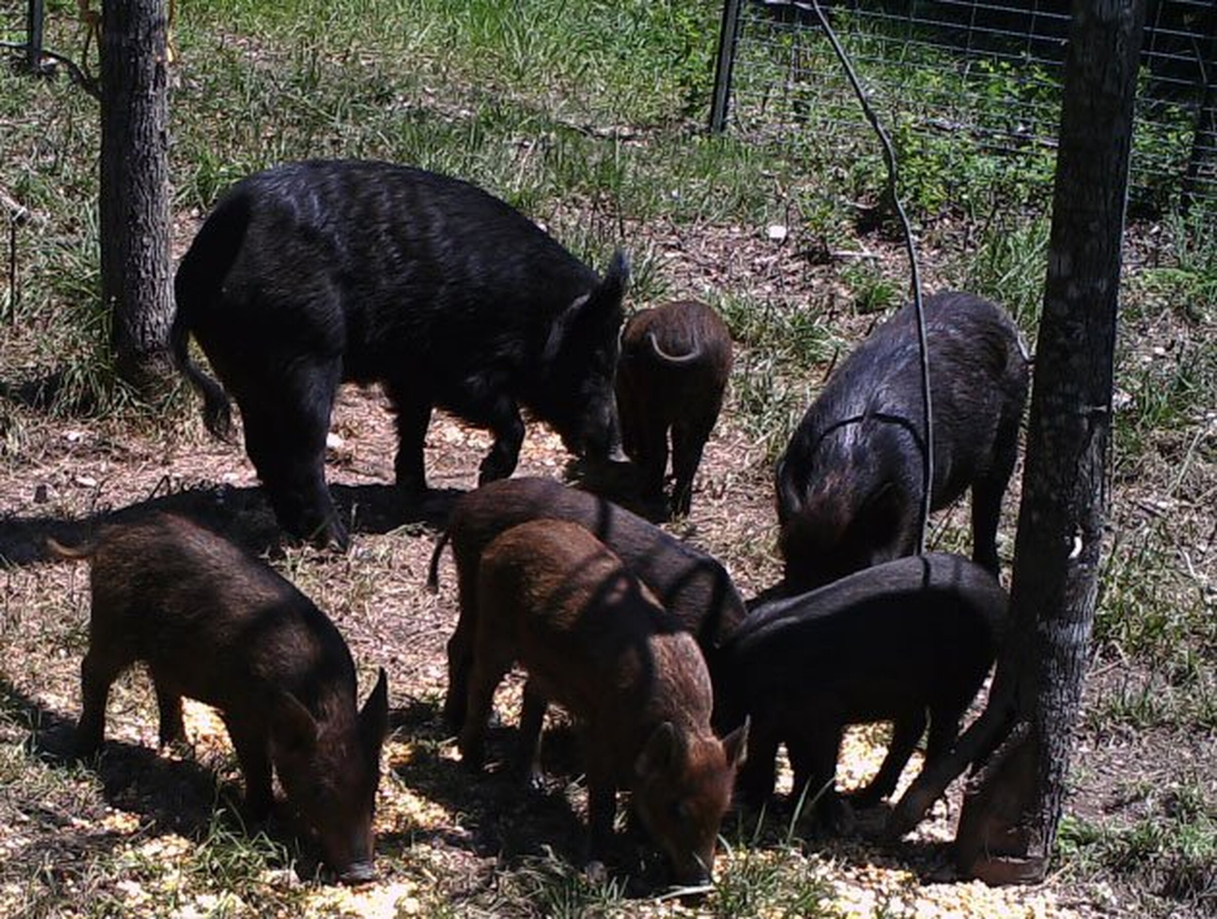 Winter adds to predator problem
