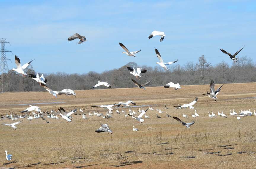 Aerial waterfowl survey report for state available