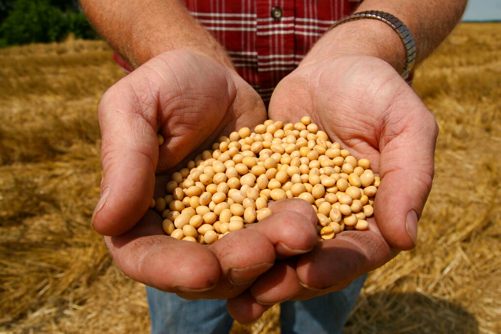 Soybean seeds are available for free
