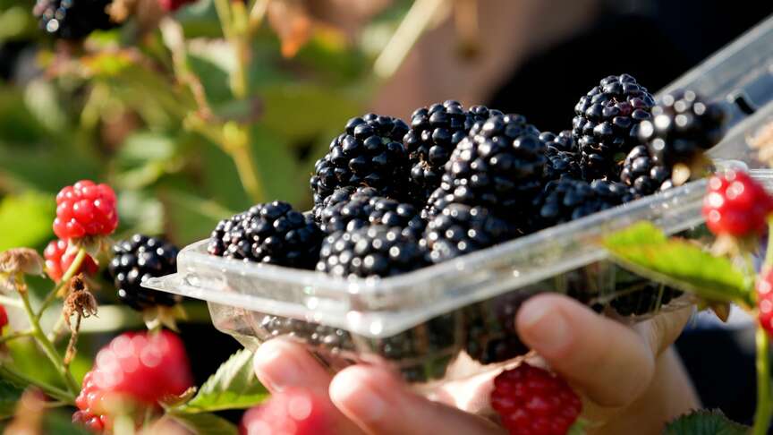 Program releases new blackberry
