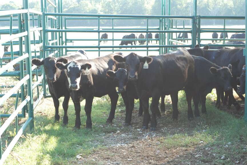 Forage programs to be held at Hope field day