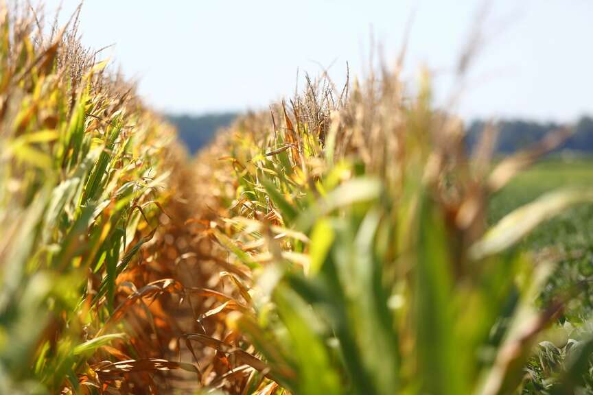 Planned acreage sees dip in state