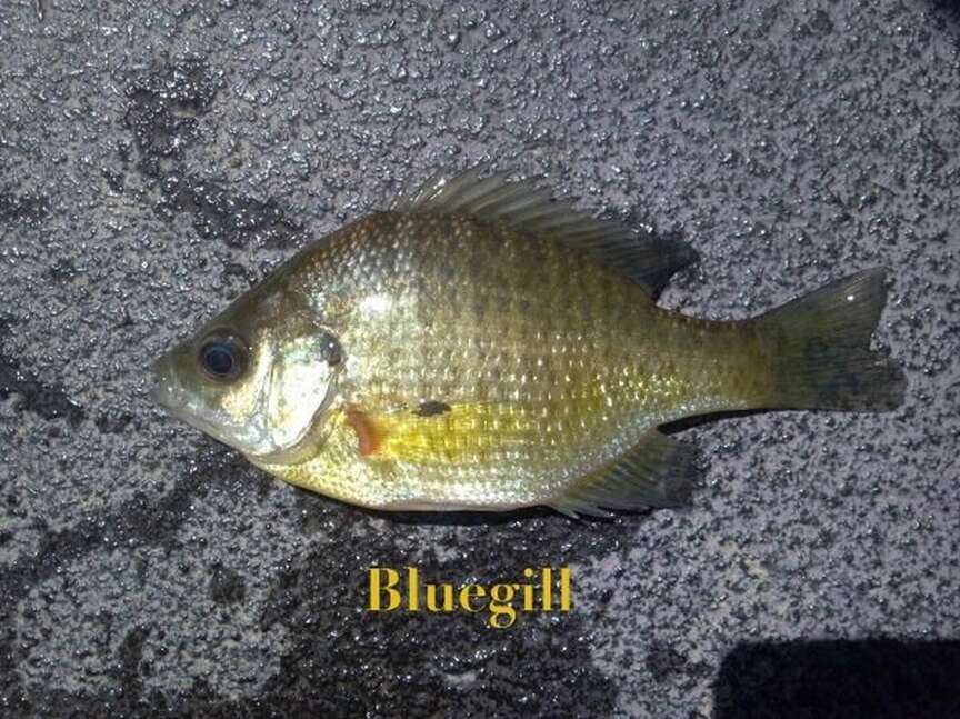 Sunfish variety depends on pond