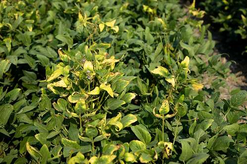 Project can save farmers millions