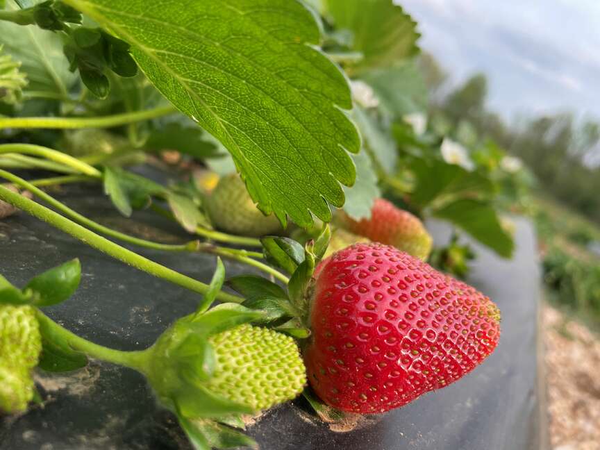 Strawberry season begins earlier, allowing growers to reap benefits