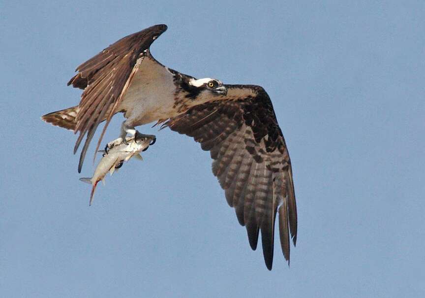 Osprey displays fishing prowess