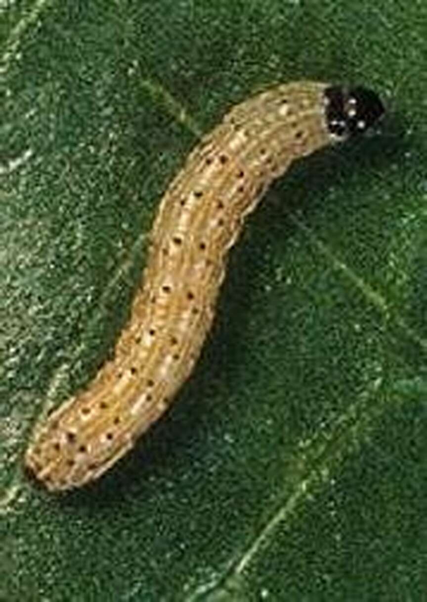Inspect summer pastures for pests