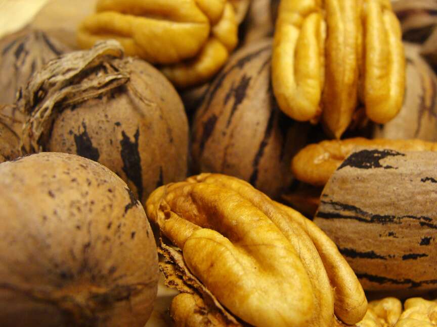 Pecan growers orchard tour set