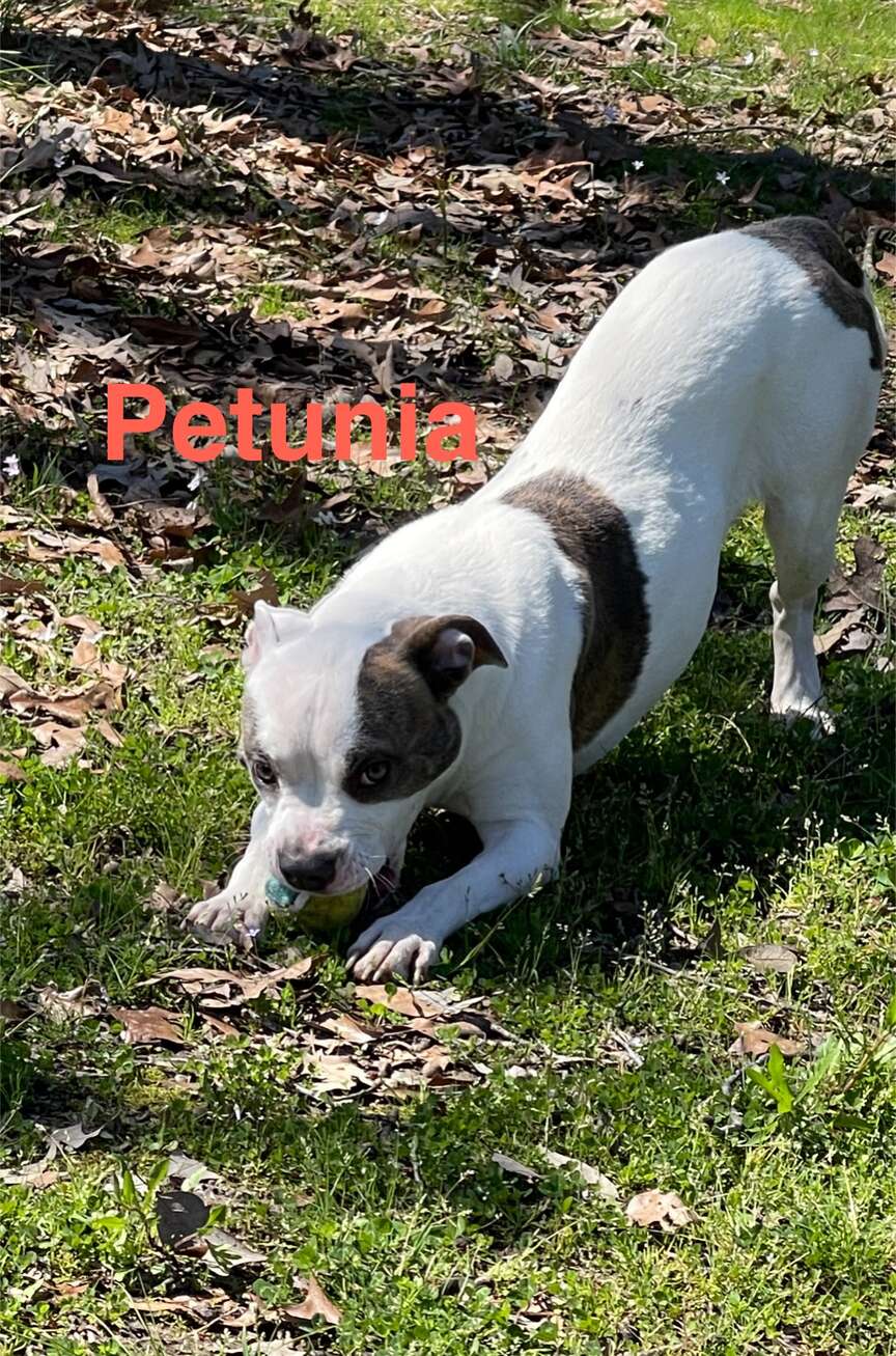 Meet Petunia