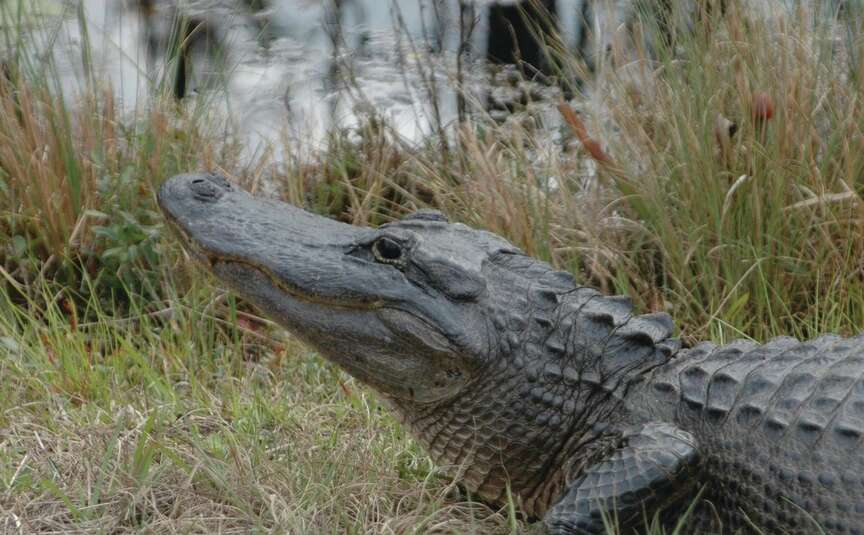 Alligators have become common sights in state