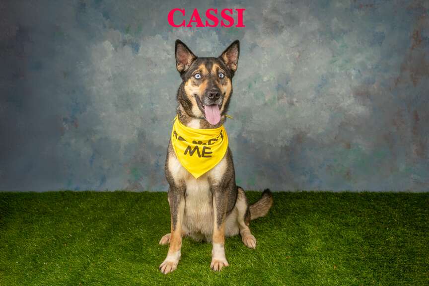 Meet Cassi