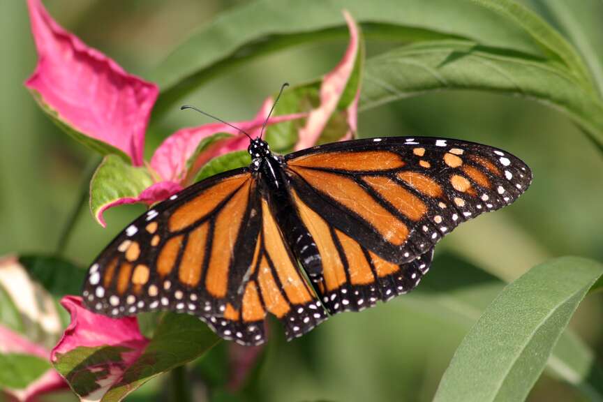 Extension office offers gardeners tips on luring monarch butterflies