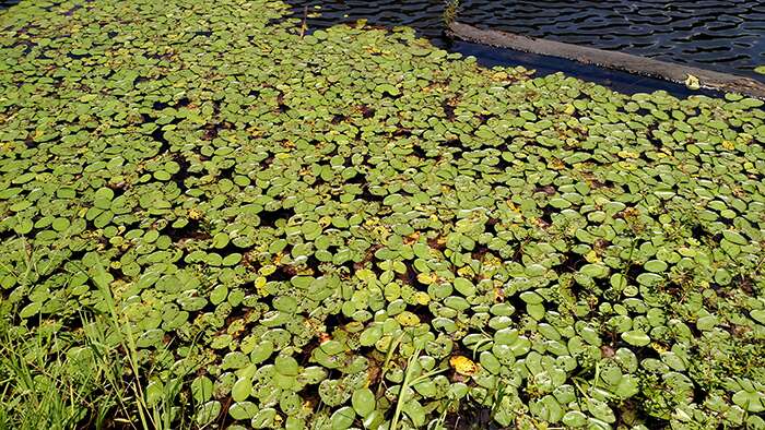 Specialist offers advice on aquatic weed woes