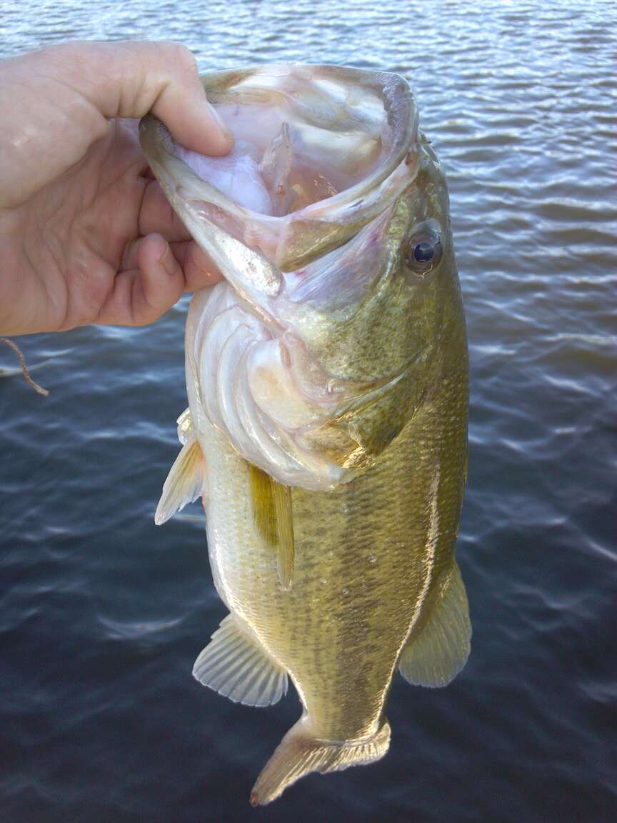 Largemouth bass are ideal for private ponds