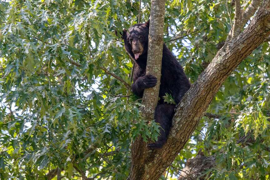 Outside food can be draw for bears