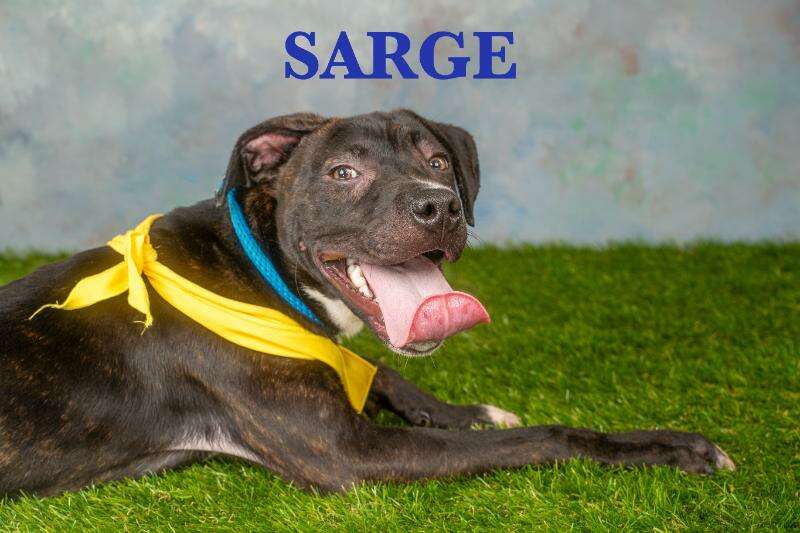 Meet Sarge