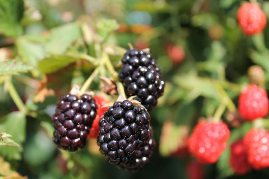 Berry blooms dubbed as early in Arkansas