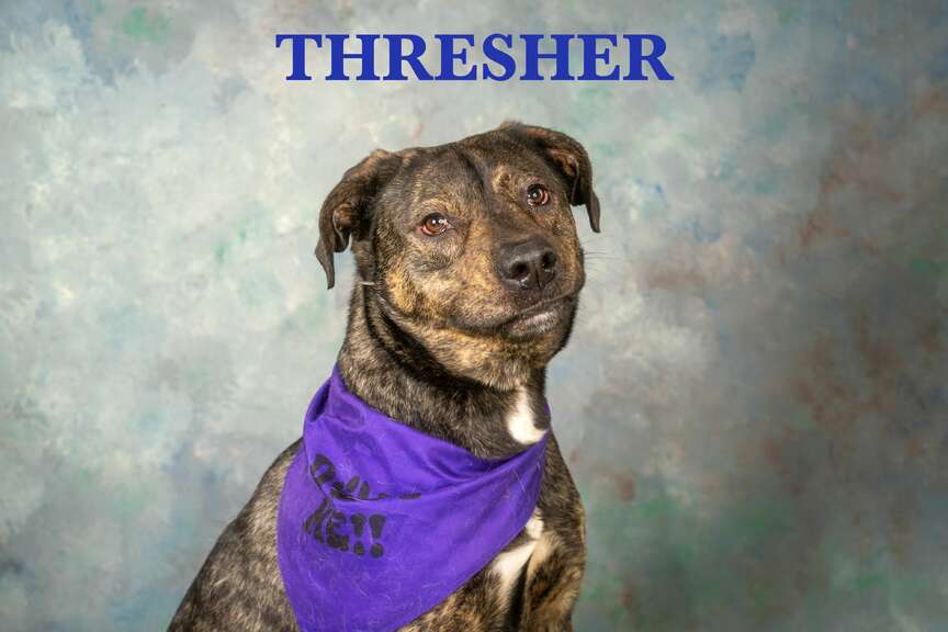 Meet Thresher