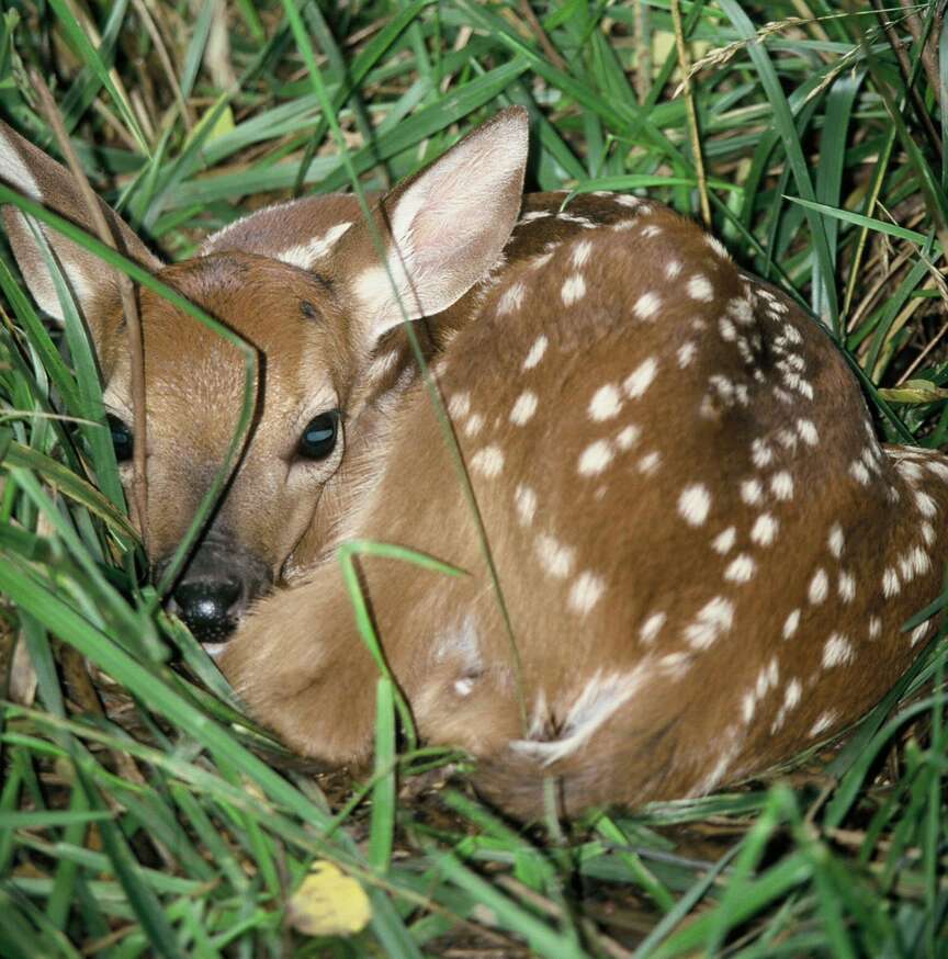 Leave wildlife young as they are