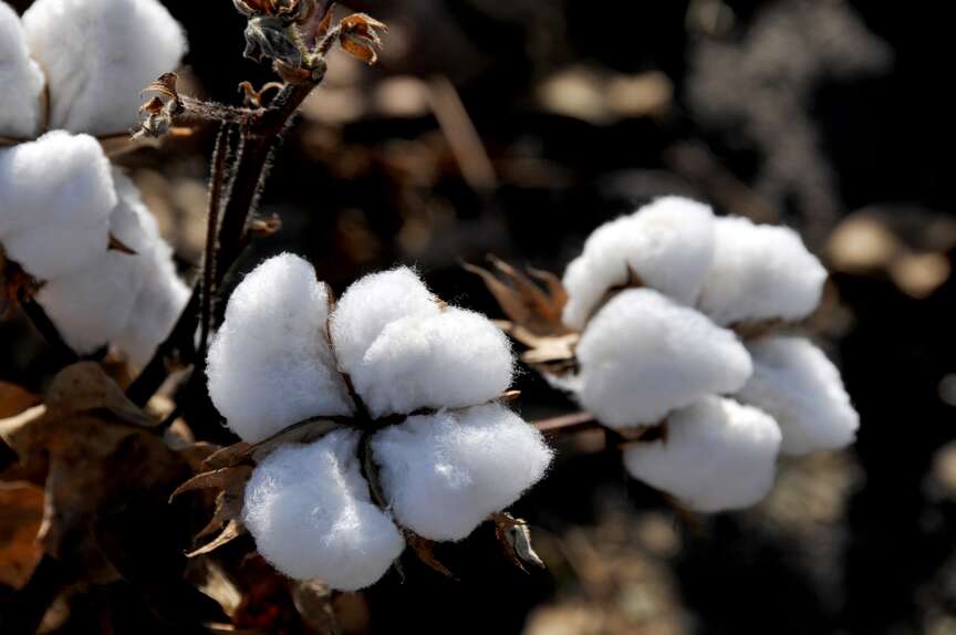 June’s cotton acreage highest in over decade