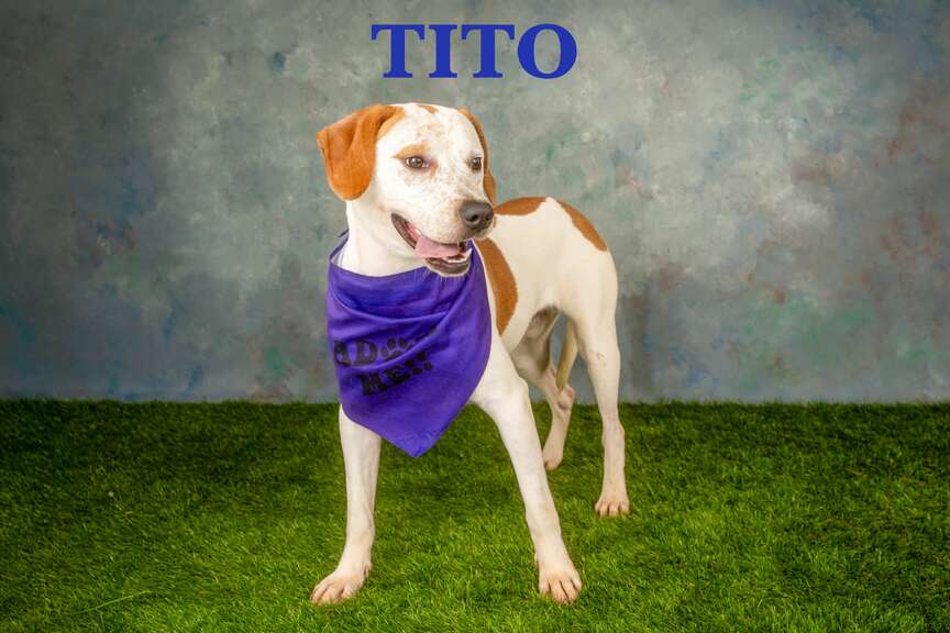 Meet Tito