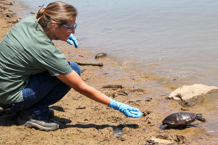 Wildlife fouled in oil spill cleaned, released