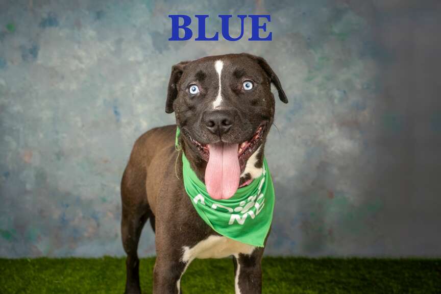 Meet Blue