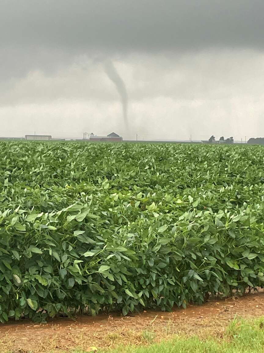 Majority of state’s row crops intact after Beryl storm