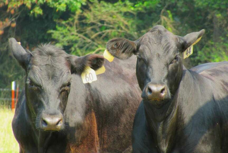 Soybean hulls aid in cattle finishing