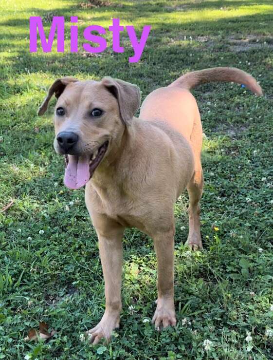 Meet Misty