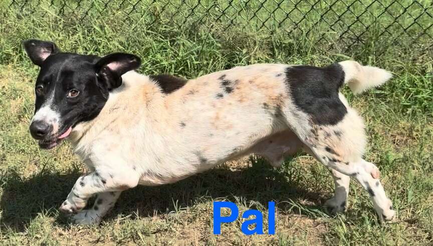 Meet Pal