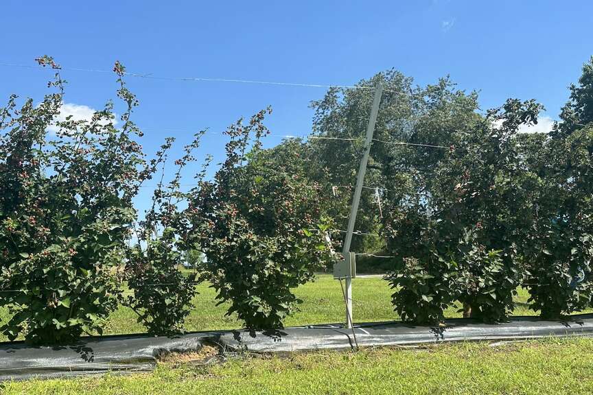 Blackberry trellis’ pest-control benefits studied