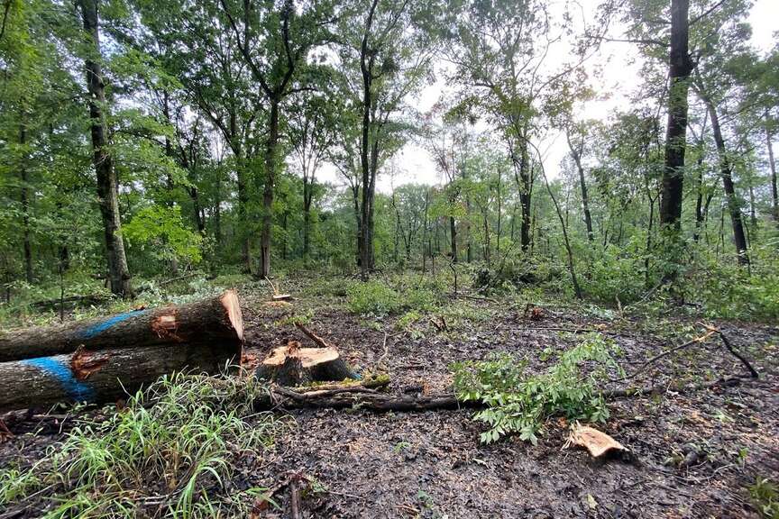 Game and Fish Commission’s forest work commended in audit