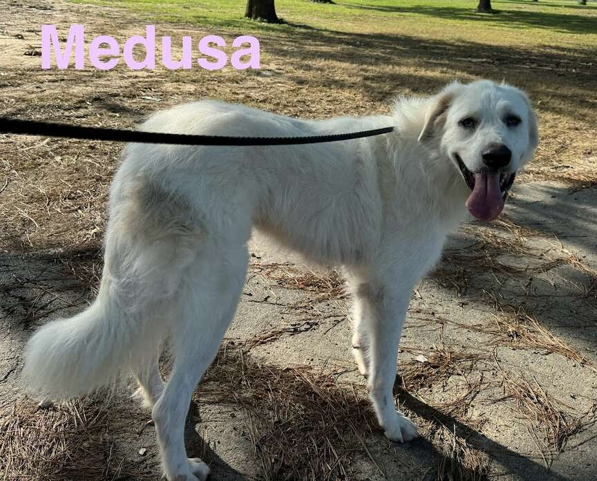 Meet Medusa