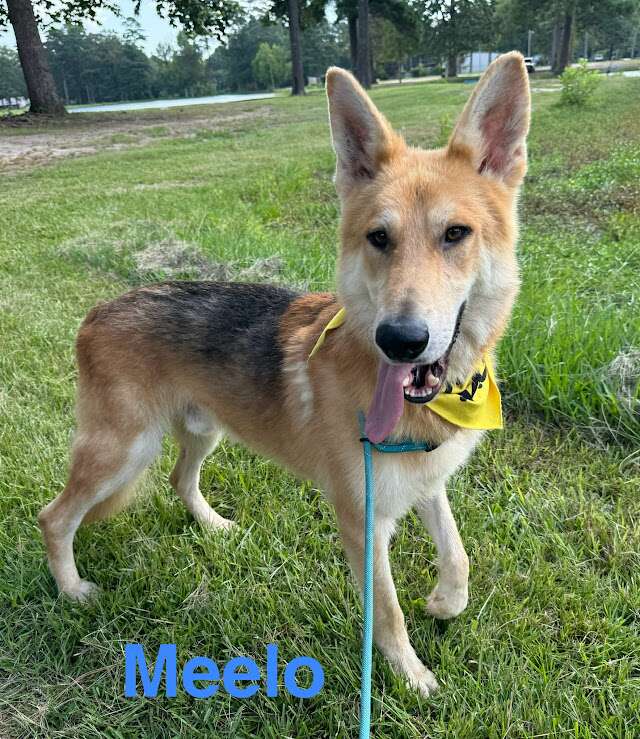 Meet Meelo