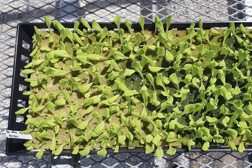 Grant to aid research in hydroponic lettuce