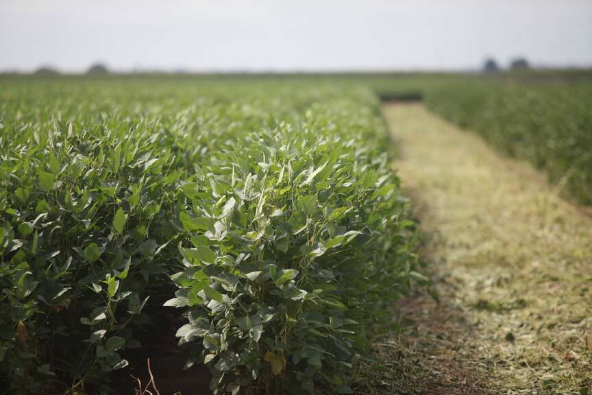 Arkansas farmers take aim at soybean record